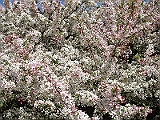 27 Nancy's Garden [2009 May 10]